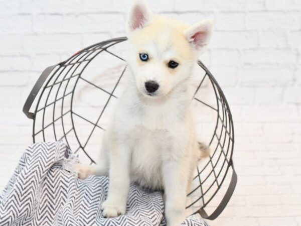 Pomsky-DOG-Female-Silver & Red-35614-Petland Novi, Michigan