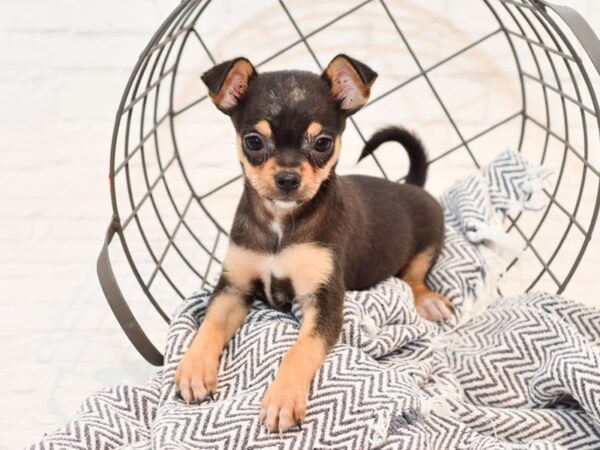 Chihuahua DOG Female Black & Tan 35601 Petland Novi, Michigan