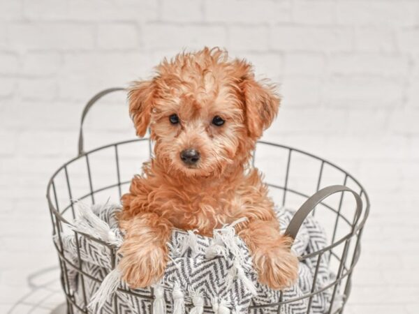 Silky Poo-DOG-Female-Red Sabke-35602-Petland Novi, Michigan