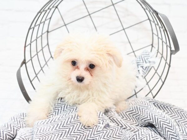 Pom Poo DOG Male White & Cream 35603 Petland Novi, Michigan