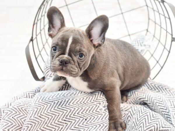 Frenchton DOG Male Blue & White 35604 Petland Novi, Michigan