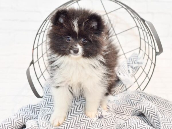 Pomeranian DOG Female Black & White Parti 35605 Petland Novi, Michigan