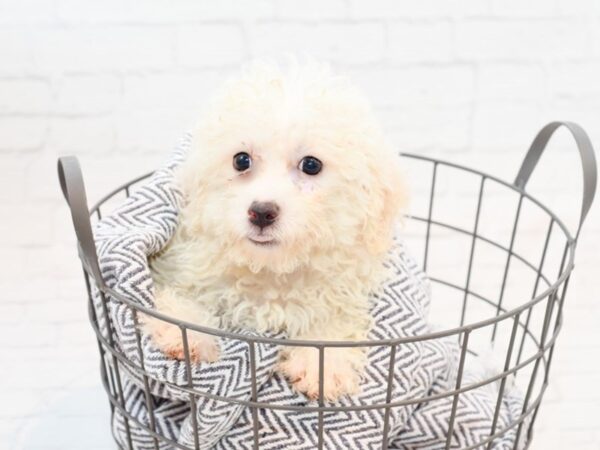 Bichonpoo DOG Female White 35615 Petland Novi, Michigan