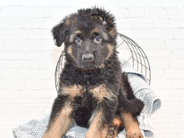 German Shepherd Dog DOG Male Black / Tan 35616 Petland Novi, Michigan