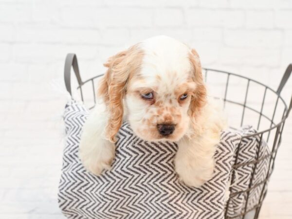 Cocker Spaniel DOG Female White / Buff 35617 Petland Novi, Michigan