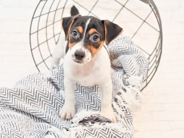 Jack Russell Terrier DOG Male Black Tan / White 35619 Petland Novi, Michigan