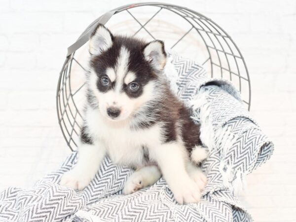 Huskimo DOG Male Black & White 35620 Petland Novi, Michigan