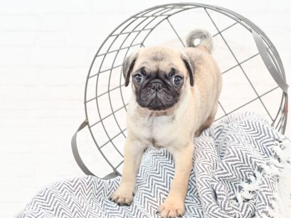 Pug-DOG-Female-Fawn-35621-Petland Novi, Michigan