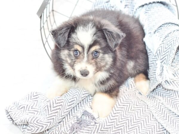 Toy Australian Shepherd DOG Male Blue Merle 35622 Petland Novi, Michigan