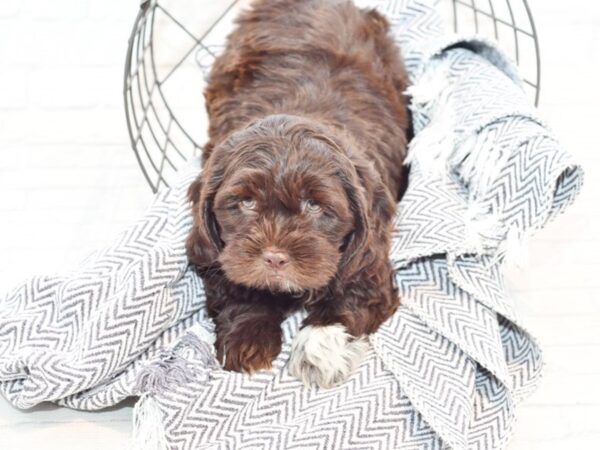 Daisy Dog-DOG-Male-Chocolate & White-35624-Petland Novi, Michigan