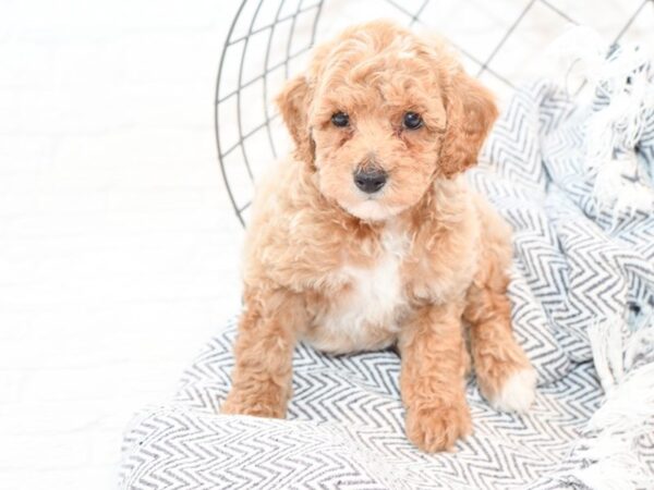 Miniature Poodle DOG Male Red 35625 Petland Novi, Michigan