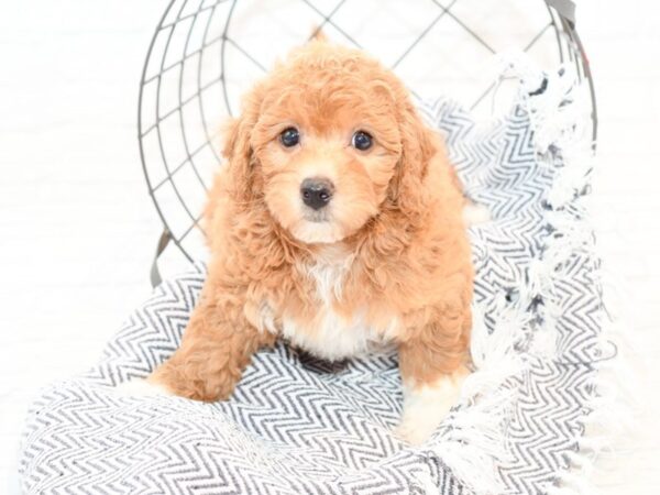 Maltipoo DOG Male Red 35626 Petland Novi, Michigan