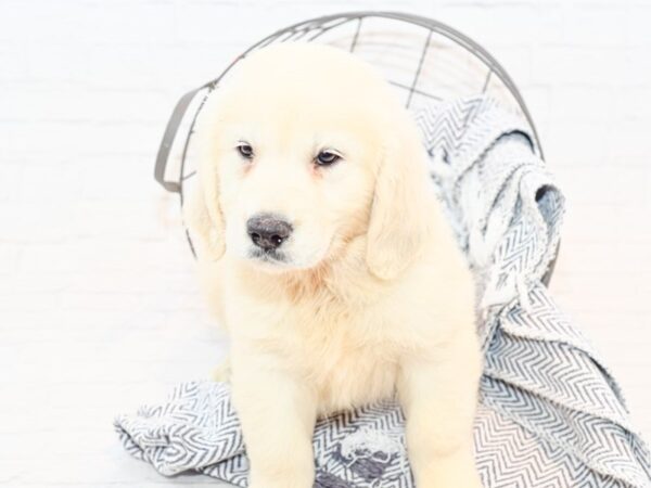 Golden Retriever-DOG-Male-Red-35627-Petland Novi, Michigan