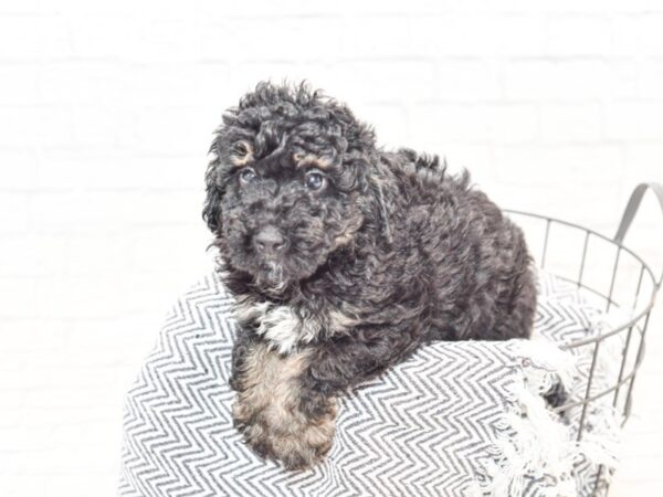 Miniature Poodle-DOG-Male-Black/Brown & White-35628-Petland Novi, Michigan
