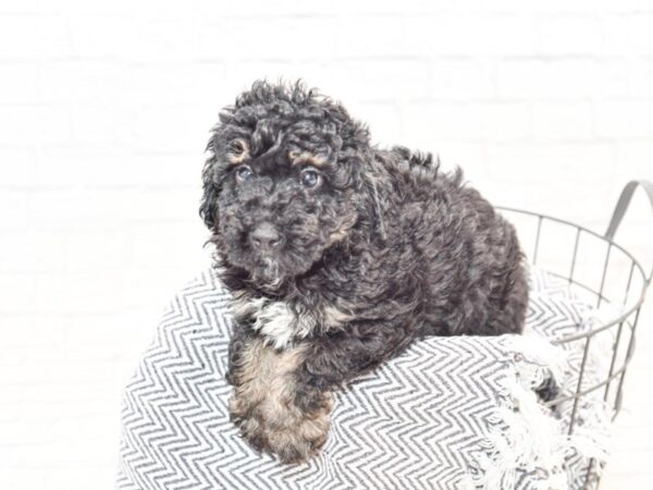 Miniature Poodle DOG Male Black/Brown & White 35628 Petland Novi, Michigan