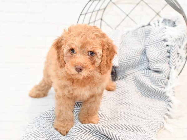 Cockapoo DOG Male Cream Red 35629 Petland Novi, Michigan