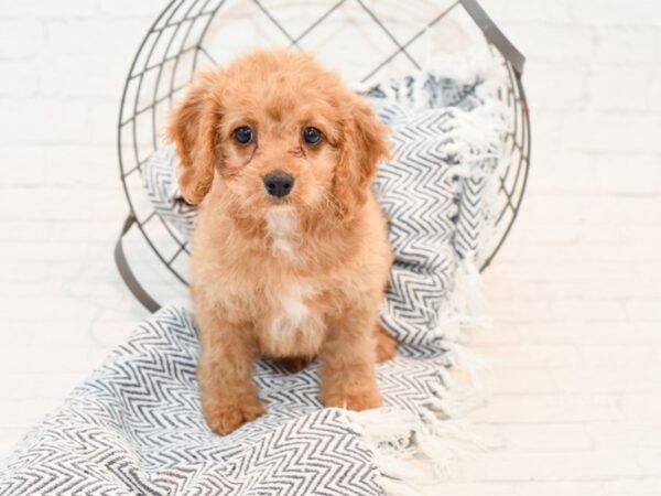 Cockapoo DOG Female Cream Red 35630 Petland Novi, Michigan