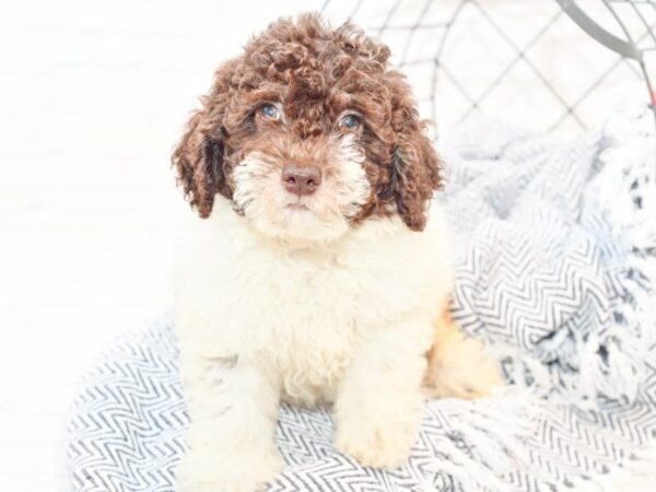 Miniature Poodle DOG Male Chocolate & White 35631 Petland Novi, Michigan