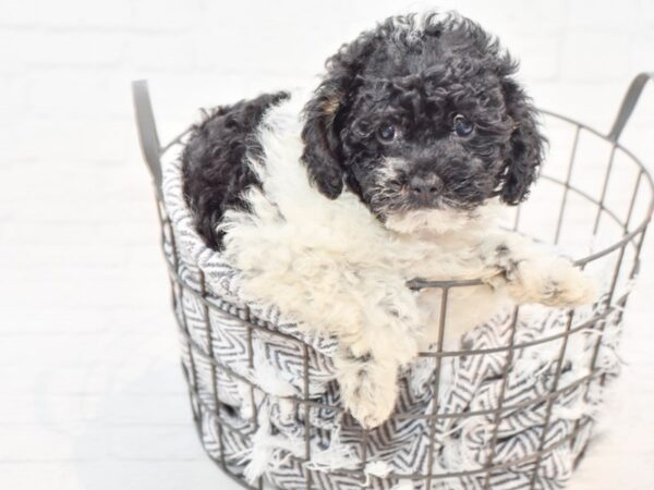 Miniature Poodle-DOG-Female-Black & White-35632-Petland Novi, Michigan