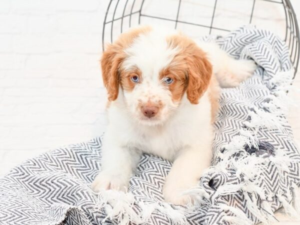 Aussiepoo DOG Male Brown & White 35633 Petland Novi, Michigan