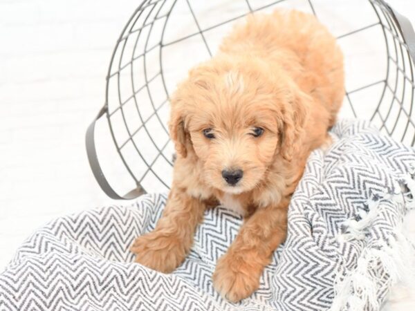 Aussiepoo DOG Female Golden 35634 Petland Novi, Michigan