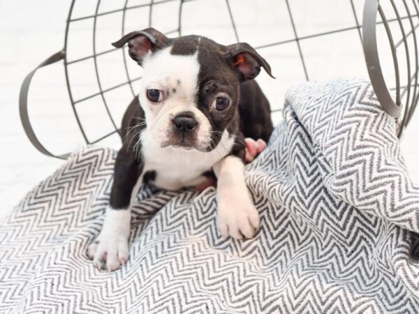 Boston Terrier DOG Female Black / White 35635 Petland Novi, Michigan