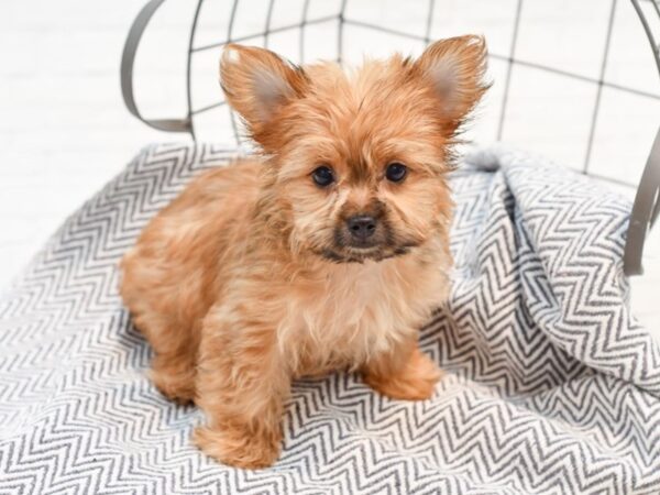 Morkie DOG Male Cinnamon 35636 Petland Novi, Michigan