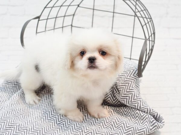 Pekingese DOG Male White / Fawn 35637 Petland Novi, Michigan