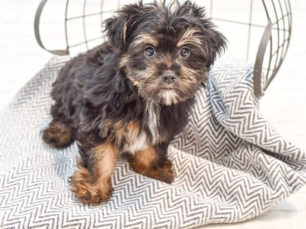 Havanese/Silky Terrier-DOG-Male-Black / Tan-35638-Petland Novi, Michigan