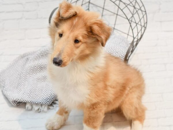 Collie DOG Male Sable 35639 Petland Novi, Michigan