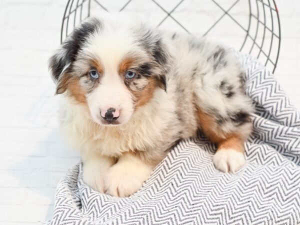 Miniature Australian Shepherd DOG Male Blue Merle 35641 Petland Novi, Michigan