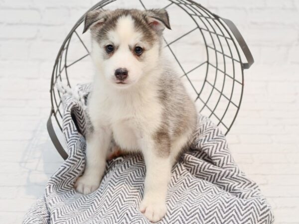 Huskimo-DOG-Female-Black & White-35642-Petland Novi, Michigan