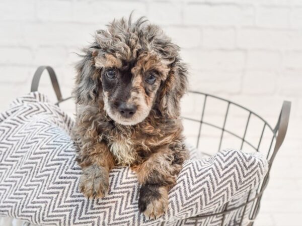 Miniature Poodle-DOG-Male-Blue Merle-35643-Petland Novi, Michigan