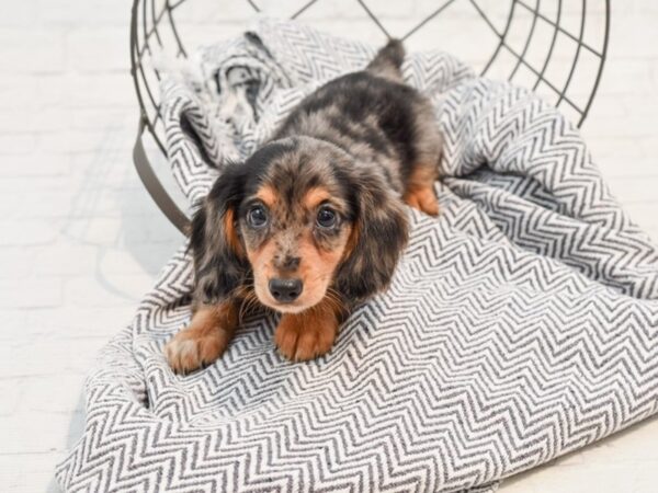 Dachshund-DOG-Male-Silver Dapple-35644-Petland Novi, Michigan