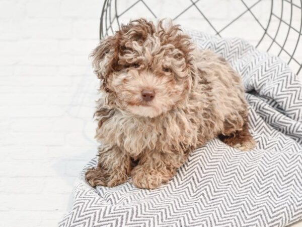 Toy Poodle DOG Male Chocolate Merle 35646 Petland Novi, Michigan