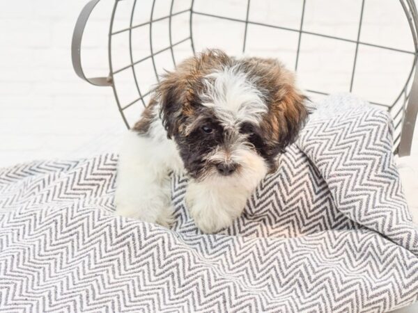 Teddy Bear DOG Male Brown & White 35647 Petland Novi, Michigan