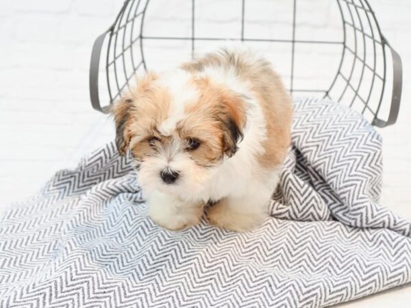 Teddy Bear DOG Female Brown & White 35648 Petland Novi, Michigan