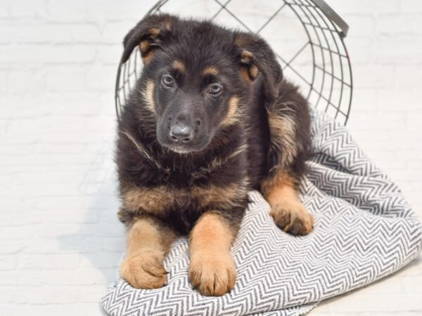 German Shepherd DOG Male Black & Tan 35649 Petland Novi, Michigan