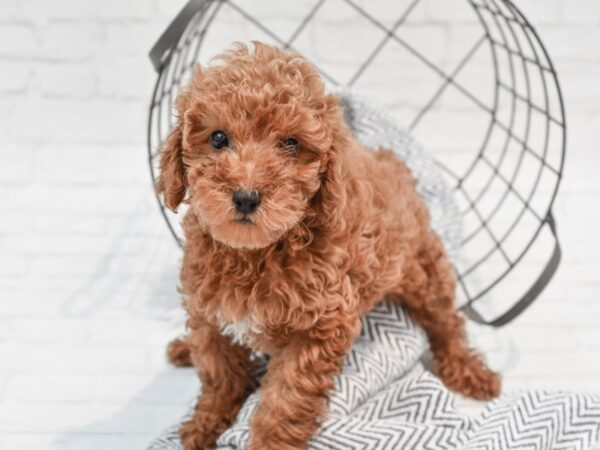 Toy Poodle DOG Male Red 35650 Petland Novi, Michigan