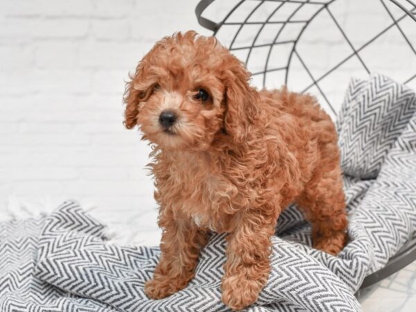 Toy Poodle DOG Female Red 35651 Petland Novi, Michigan