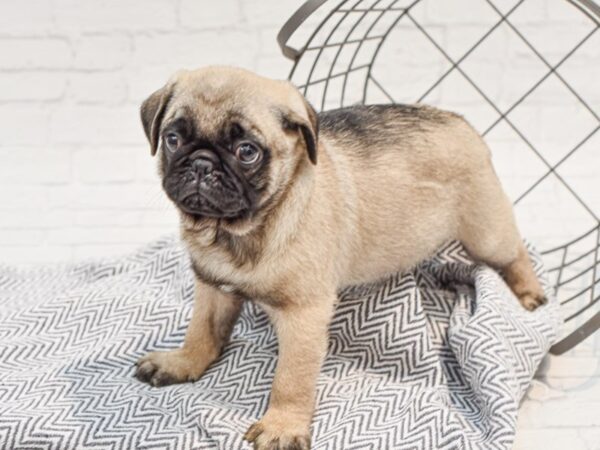 Pug DOG Male Fawn w/Blk Mask 35652 Petland Novi, Michigan