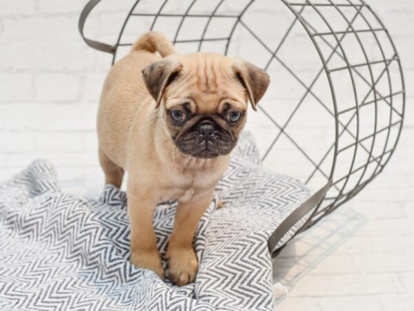 Pug-DOG-Male-Fawn w/Blk Mask-35653-Petland Novi, Michigan