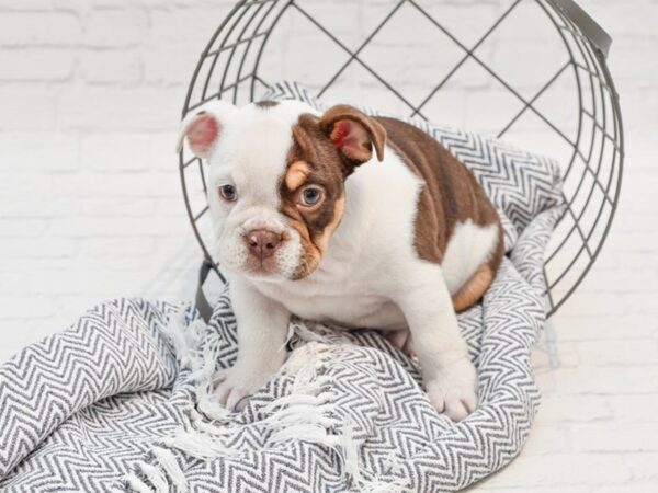 English Bulldog DOG Female Choc Pied 35656 Petland Novi, Michigan