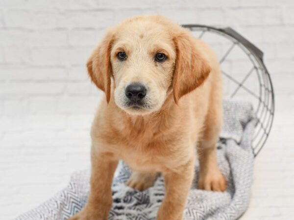 Labradoodle DOG Male Golden 35657 Petland Novi, Michigan