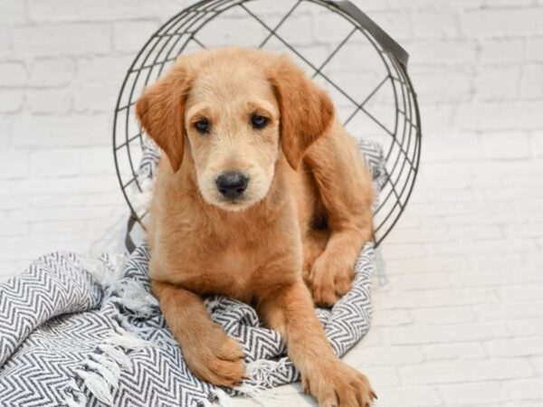 Labradoodle DOG Female Golden 35658 Petland Novi, Michigan