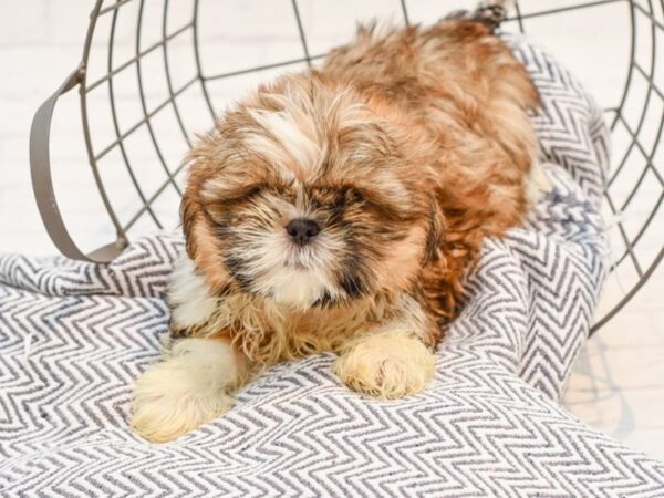 Shih Tzu DOG Male Brown & White 35659 Petland Novi, Michigan