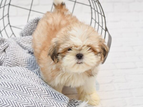 Shih Tzu DOG Female Brown & White 35660 Petland Novi, Michigan