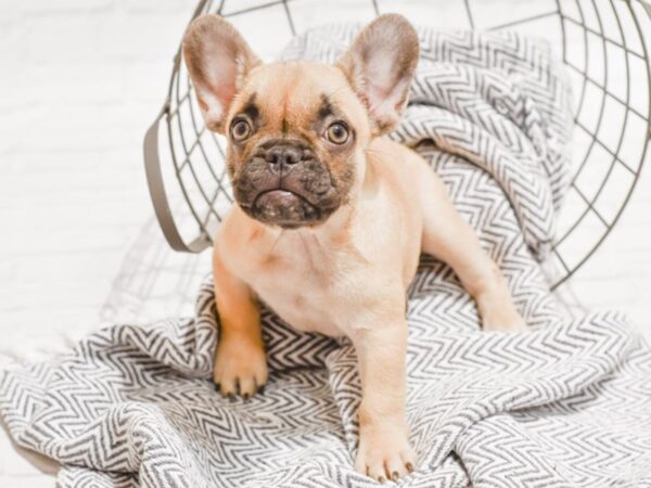 French Bulldog DOG Female Fwn Blk mask 35654 Petland Novi, Michigan
