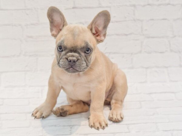 French Bulldog-DOG-Female-Blue Fawn-35655-Petland Novi, Michigan