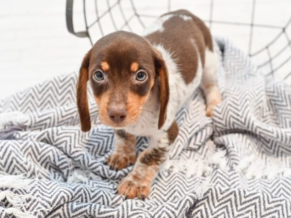 Dachshund DOG Male Chocolate / White 35661 Petland Novi, Michigan